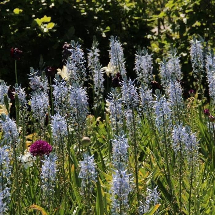 Camassia cusickii plant