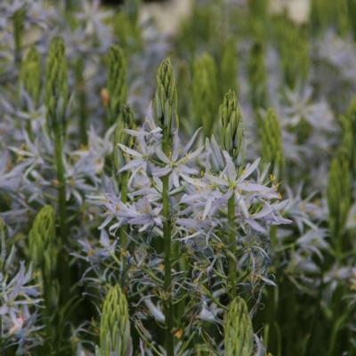 camassia-cusickii