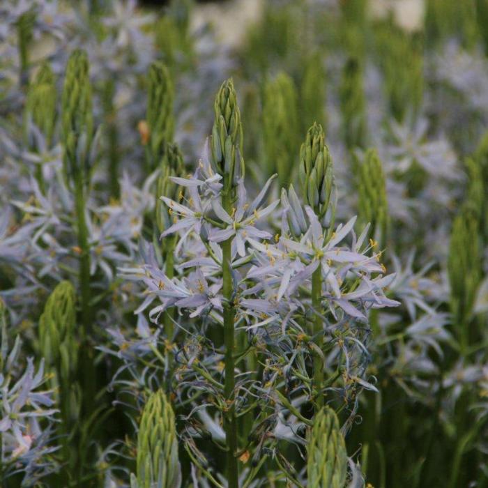 Camassia cusickii plant