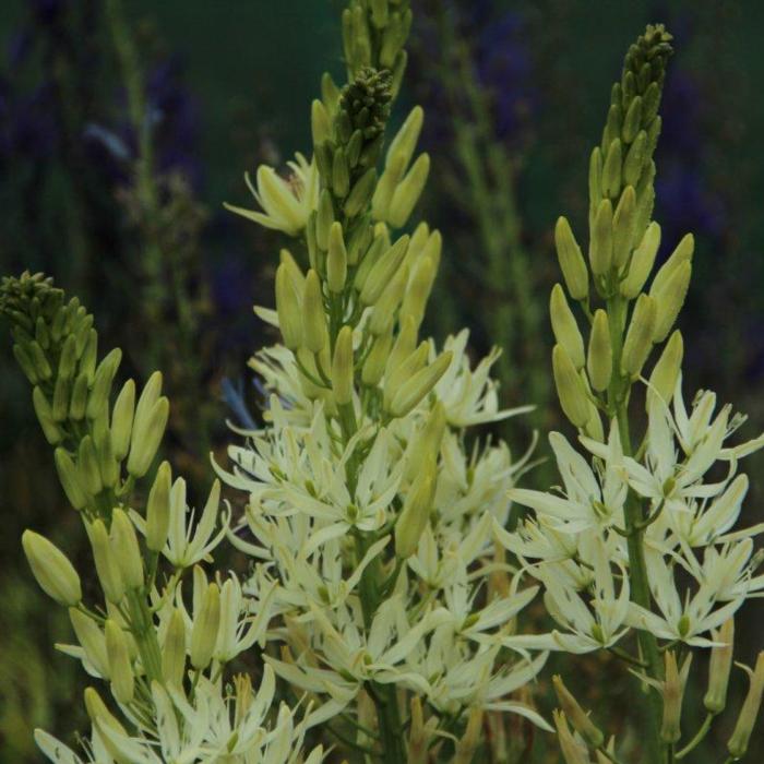 Camassia leichtlinii 'Alba' plant