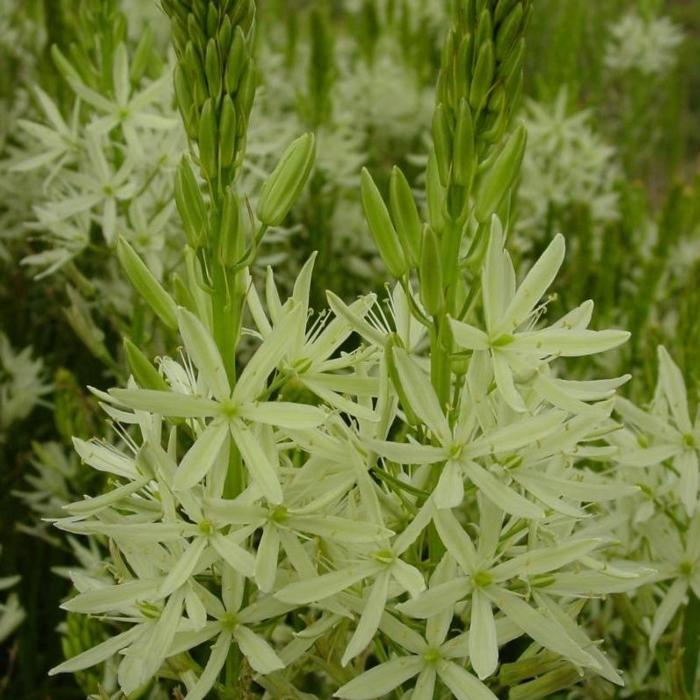 Camassia leichtlinii 'Alba' plant