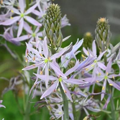 camassia-leichtlinii-aurora