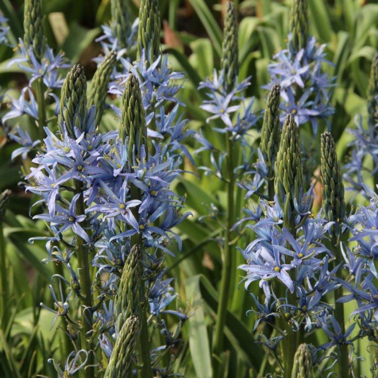 Camassia leichtlinii 'Blue Candle' plant