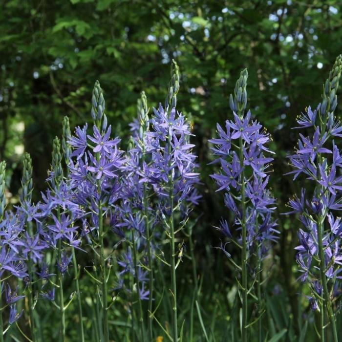 Camassia leichtlinii 'Caerulea' plant