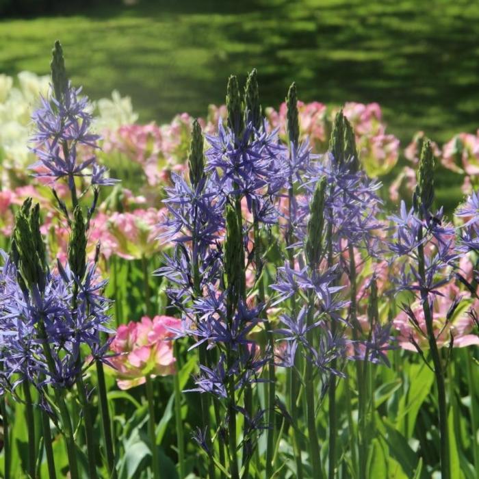 Camassia leichtlinii 'Caerulea' plant