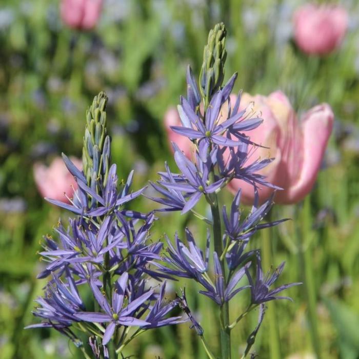 Camassia leichtlinii 'Caerulea' plant