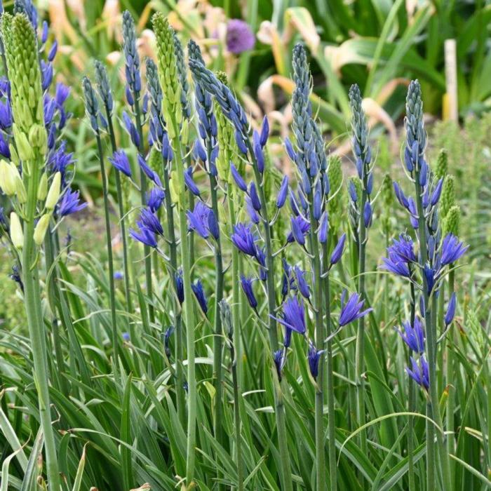 Camassia leichtlinii 'Maybelle'  plant