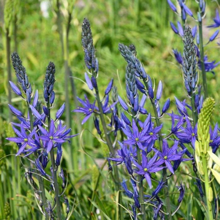 Camassia leichtlinii 'Maybelle'  plant