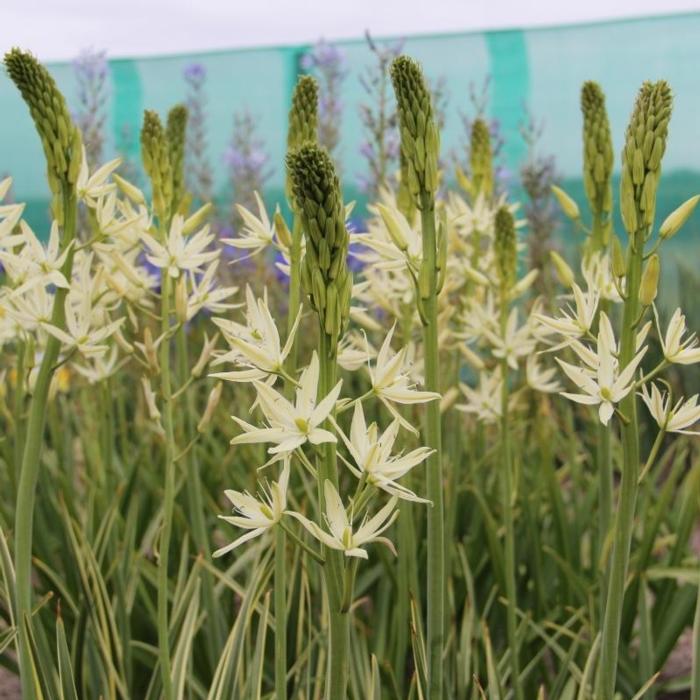 Camassia leichtlinii 'Sacajawea' plant