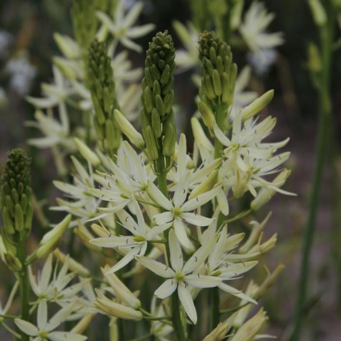 Camassia leichtlinii 'Sacajawea' plant