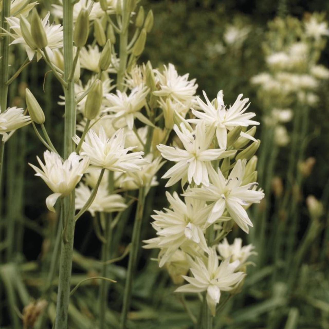 Camassia leichtlinii ssp. leichtlinii 'Semiplena' plant