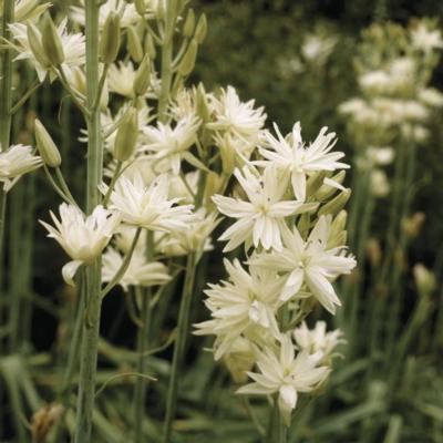 camassia-leichtlinii-ssp-leichtlinii-semiplena