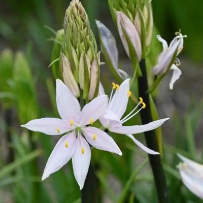camassia-pink-star