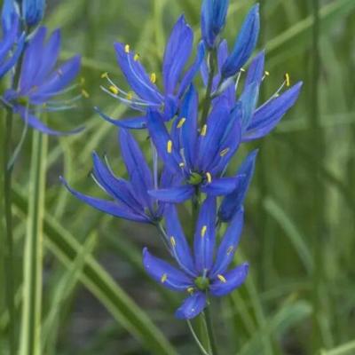 camassia-quamash-blue-melody