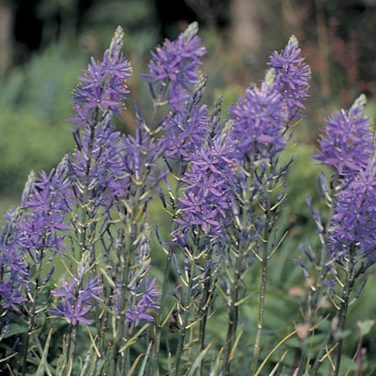 Camassia quamash plant