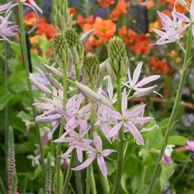 camassia-sweet-candle