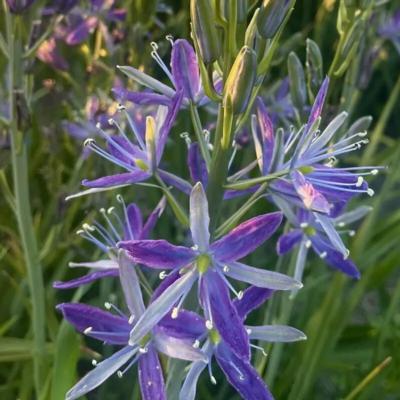 camassia-twilight-candle