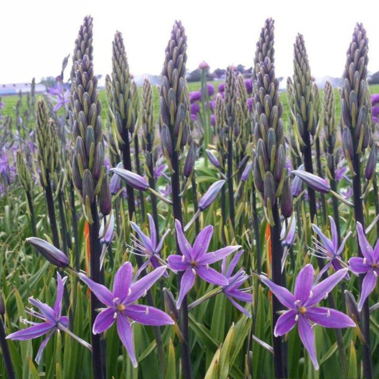 Camassia 'Violet Candle' plant