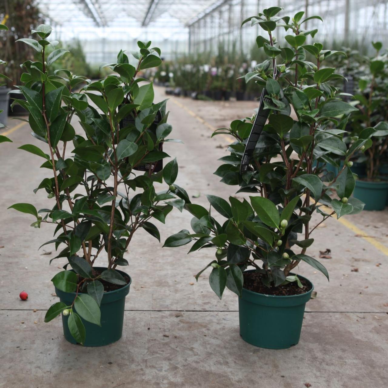 Camellia japonica 'Black Lace' plant