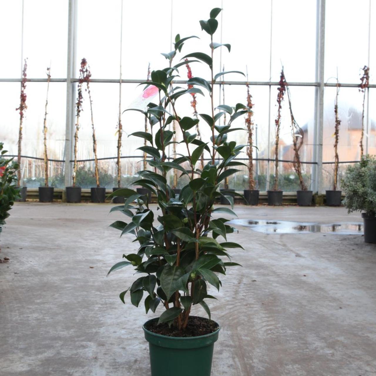 Camellia japonica 'Cassandra' plant