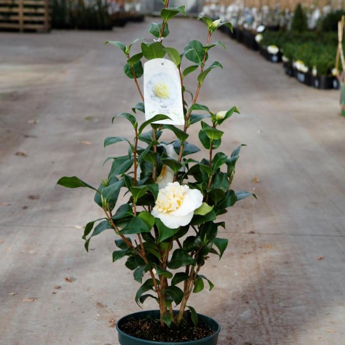 Camellia japonica 'Jury's Yellow' plant