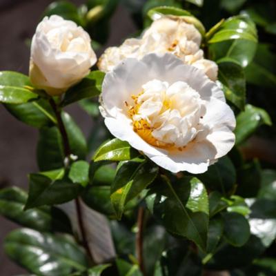 camellia-japonica-jurys-yellow