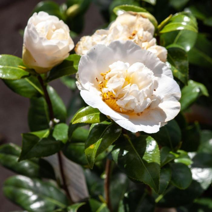 Camellia japonica 'Jury's Yellow' plant