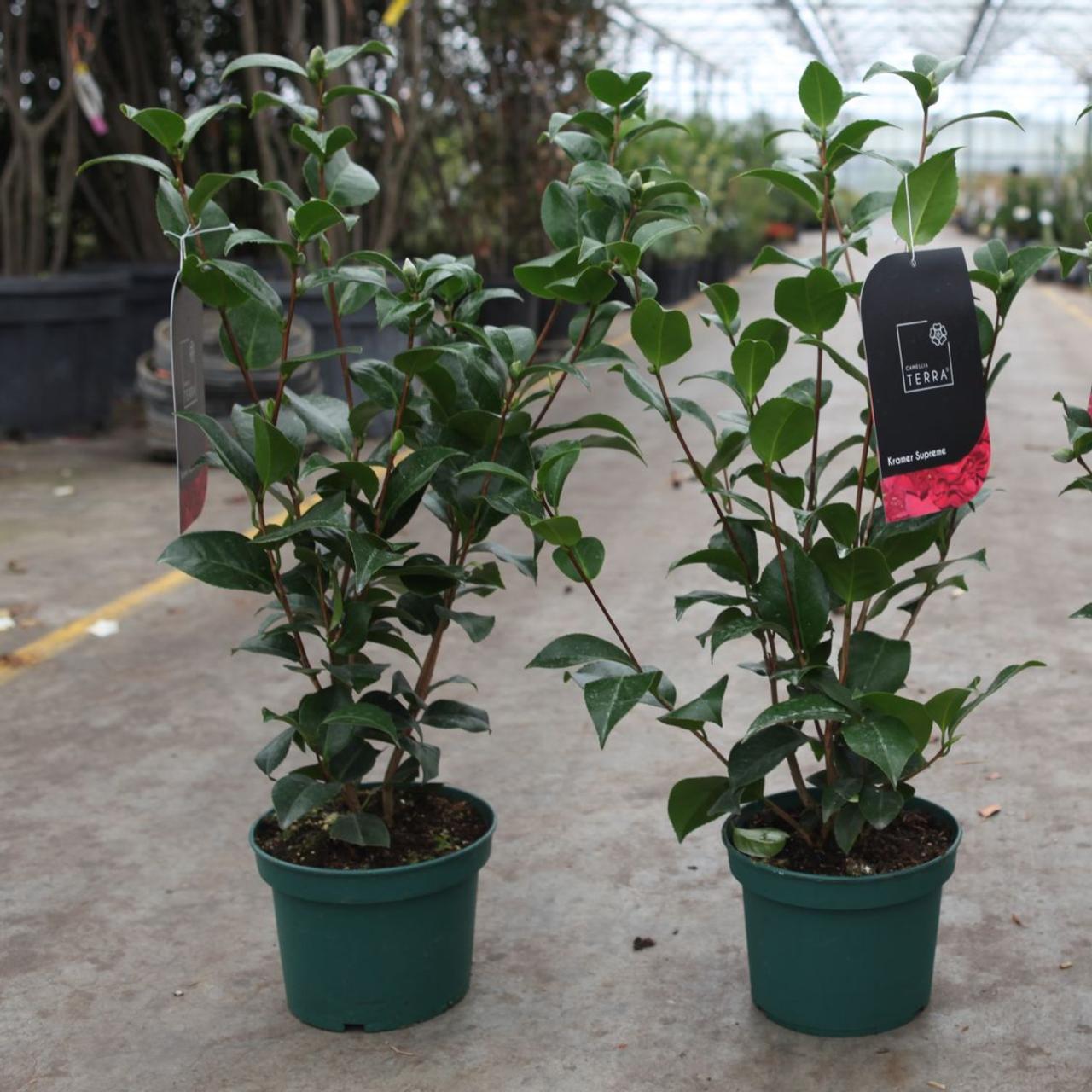 Camellia japonica 'Kramer's Supreme' plant