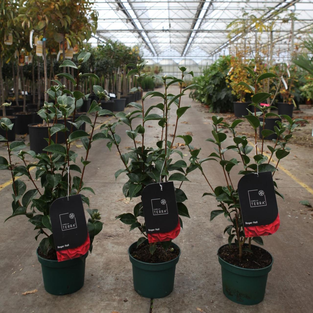 Camellia japonica 'Roger Hall' plant