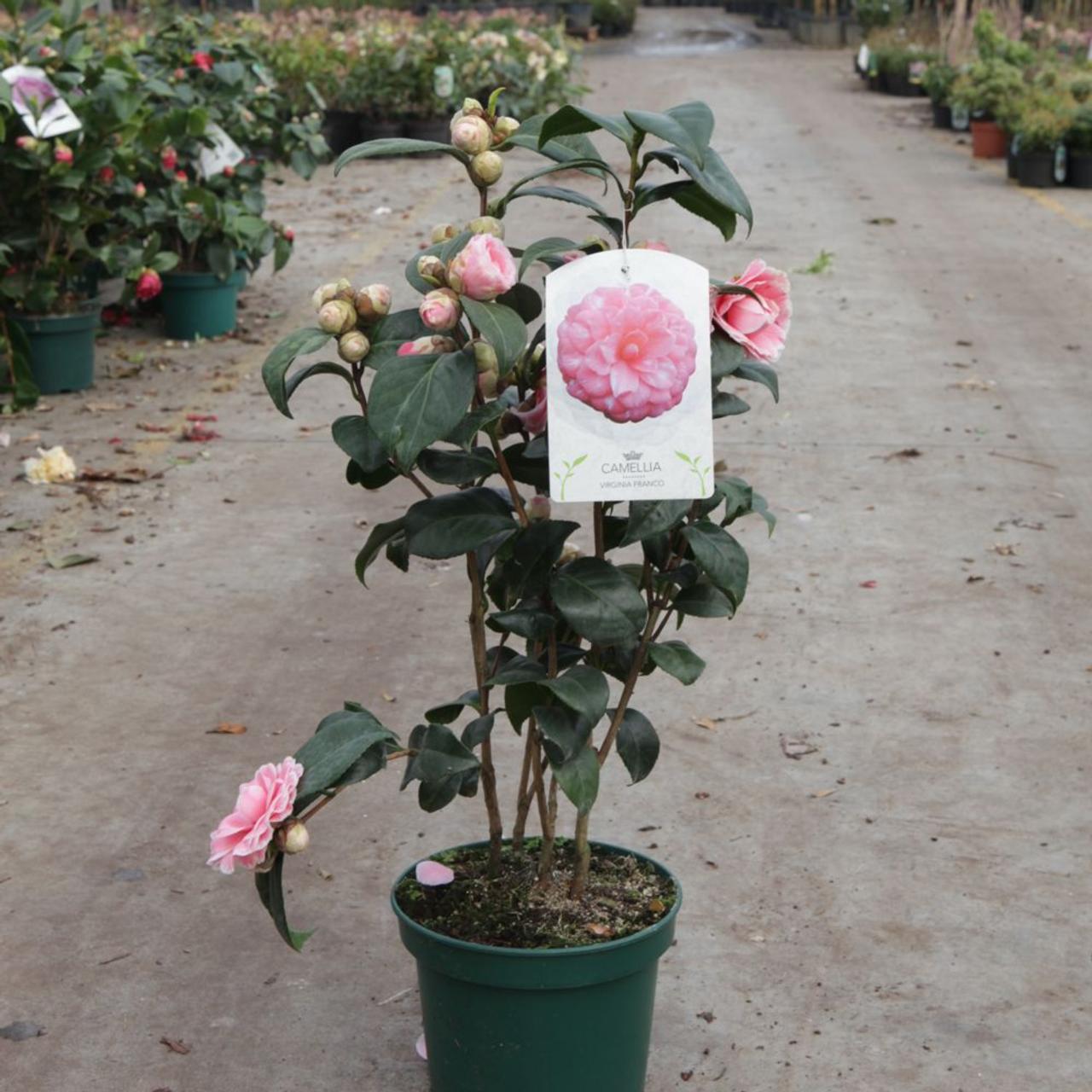 Camellia japonica 'Virginia Franco' plant