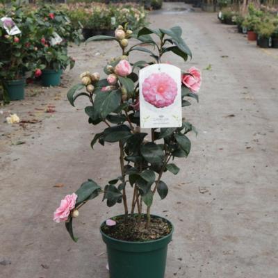 camellia-japonica-virginia-franco