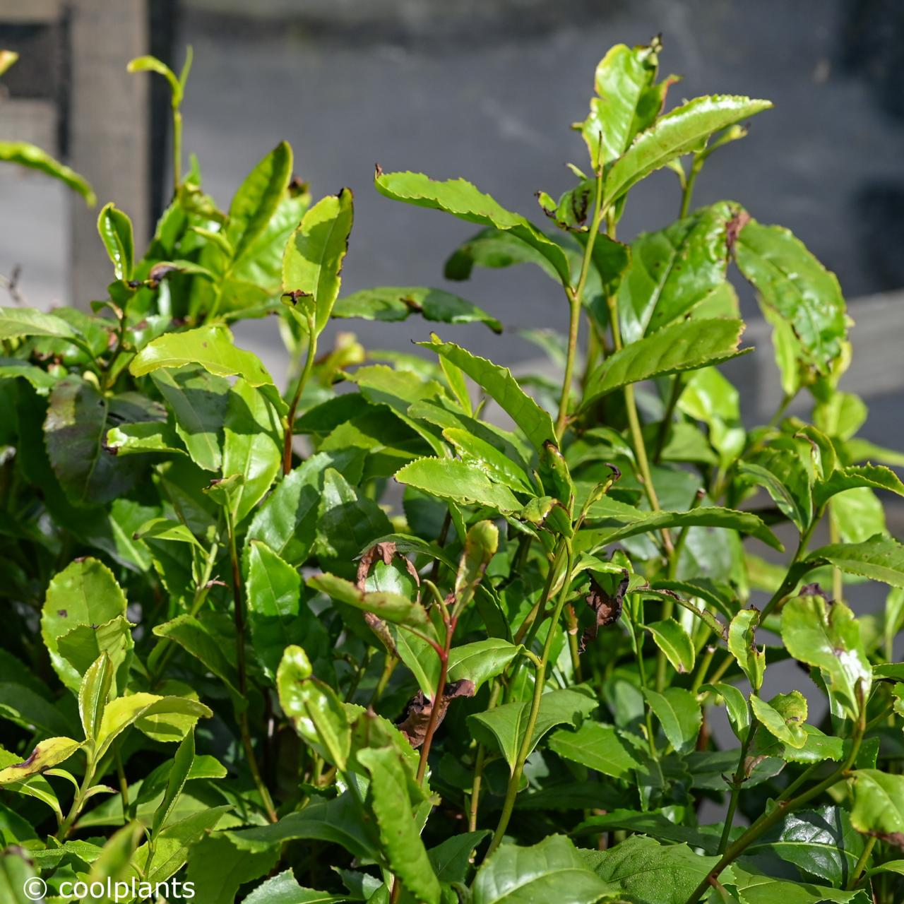 Camellia sinensis plant