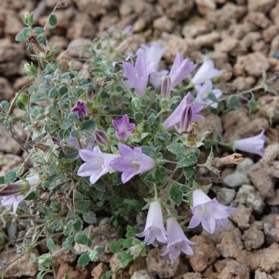 campanula-aghrica