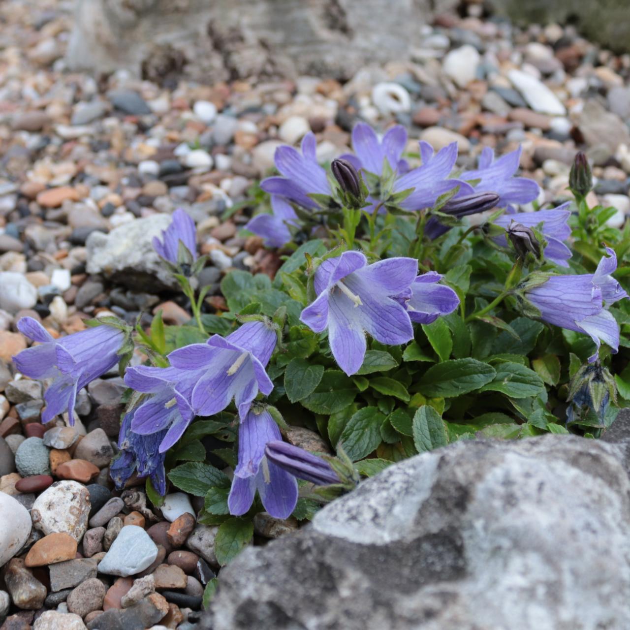Campanula chamissonis major plant