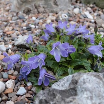 campanula-chamissonis-major