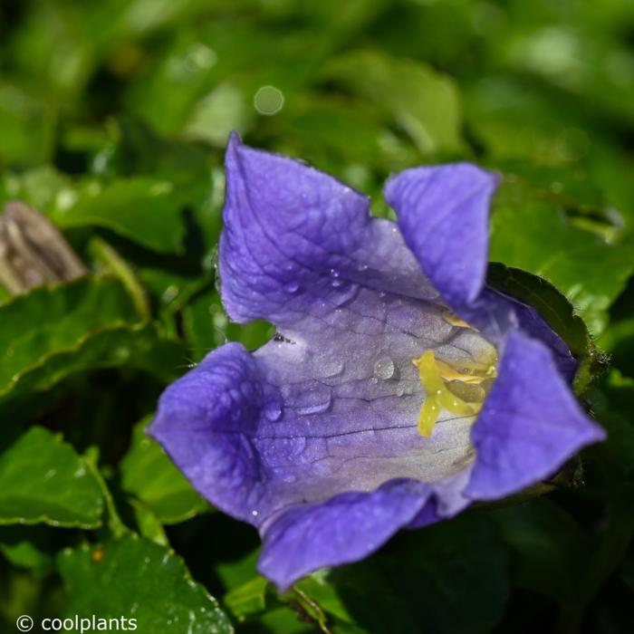 Campanula chamissonis plant