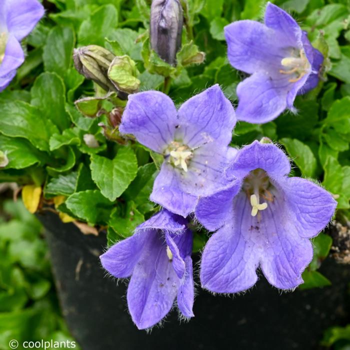 Campanula chamissonis plant