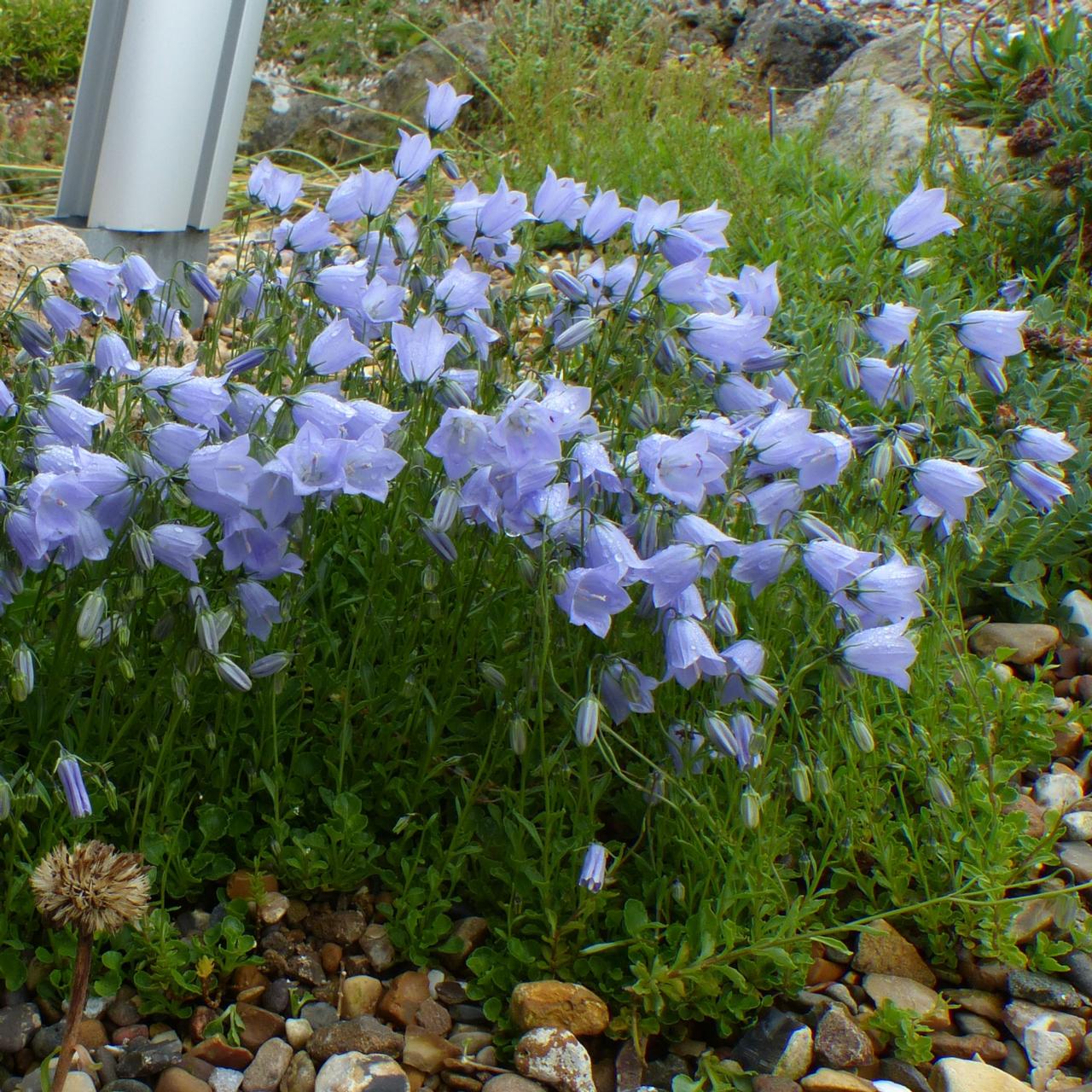 Campanula cochlearifolia plant