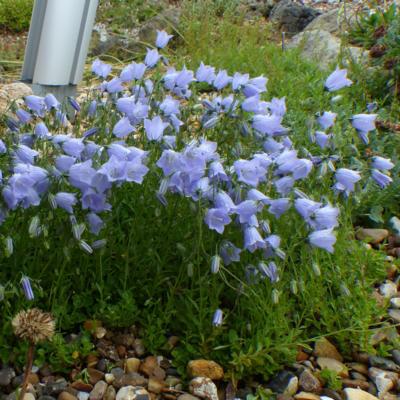 campanula-cochlearifolia