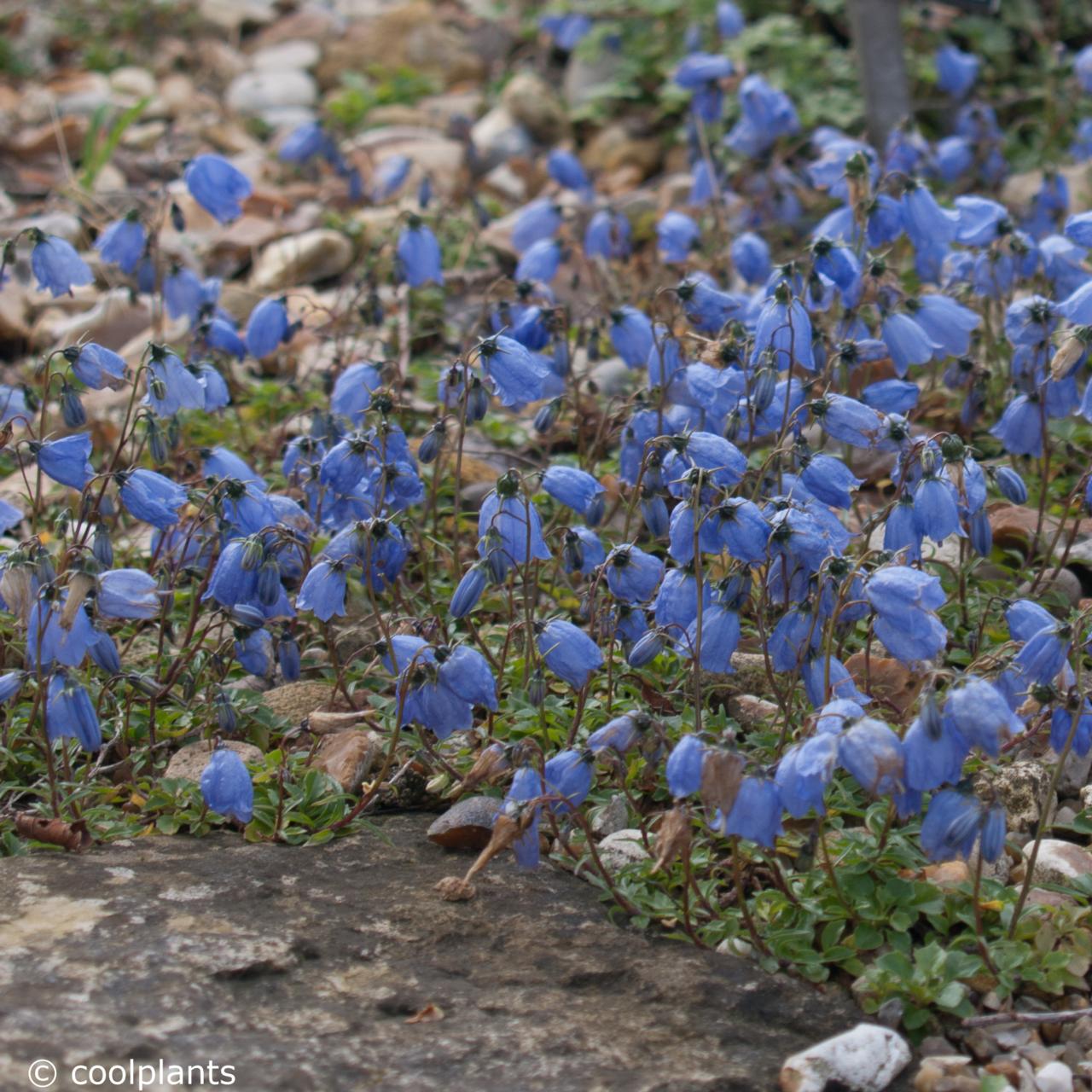 Campanula cochleariifolia plant