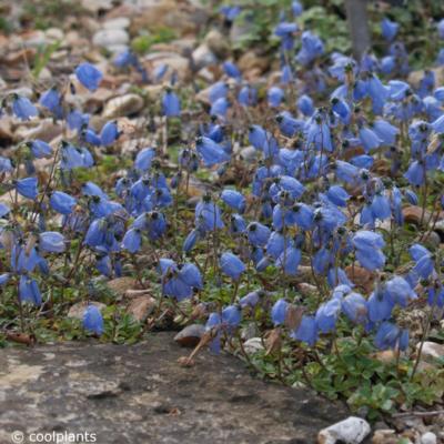 campanula-cochleariifolia