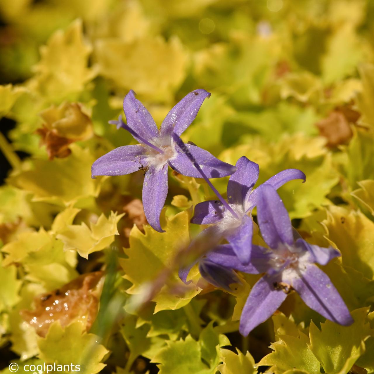 Campanula garganica 'Dickson's Gold' plant