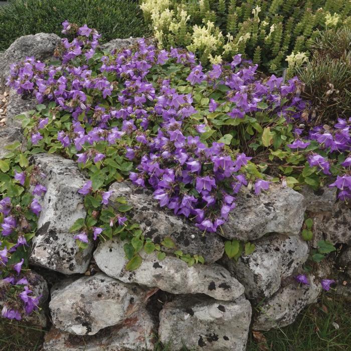 Campanula kemulariae plant