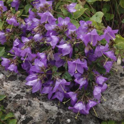 campanula-kemulariae