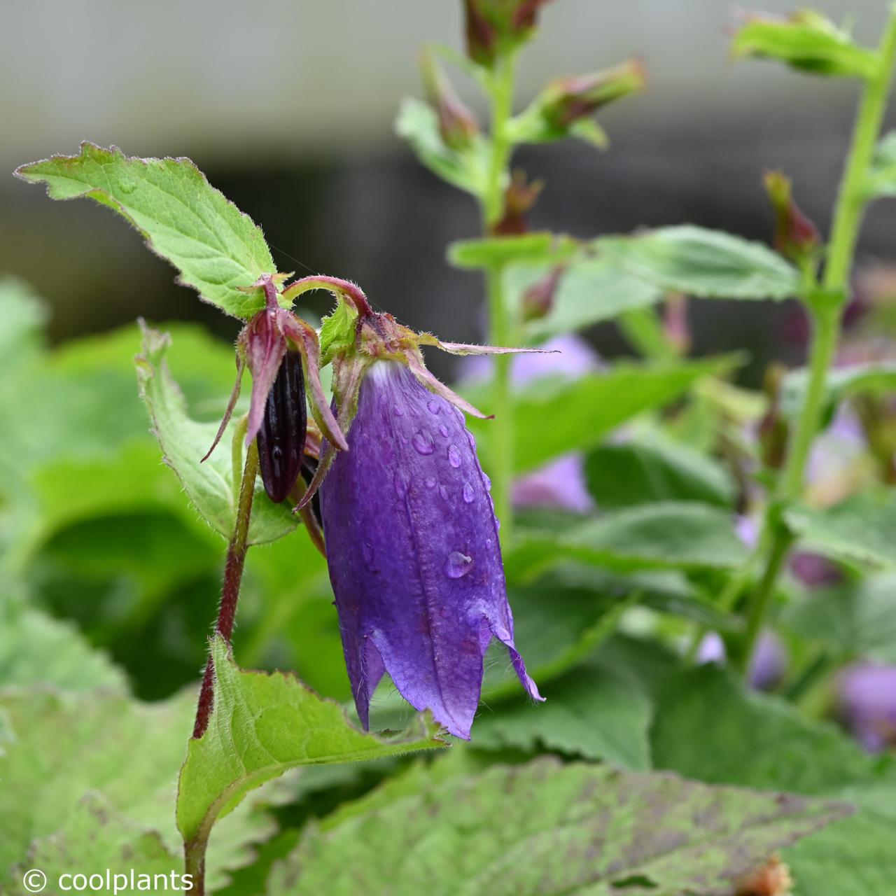 Campanula 'Purple Sensation' plant