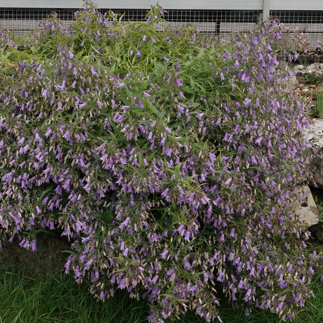 Campanula tommasiniana plant