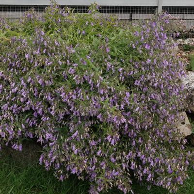 campanula-tommasiniana