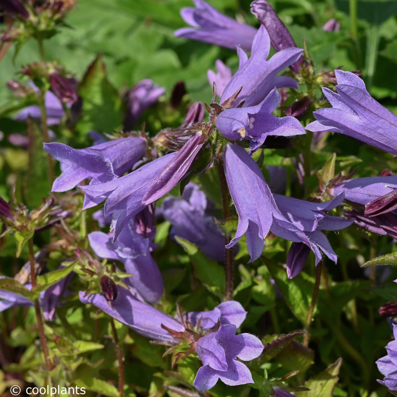 Campanula 'Viking' plant