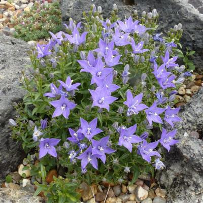 campanula-waldsteiniana