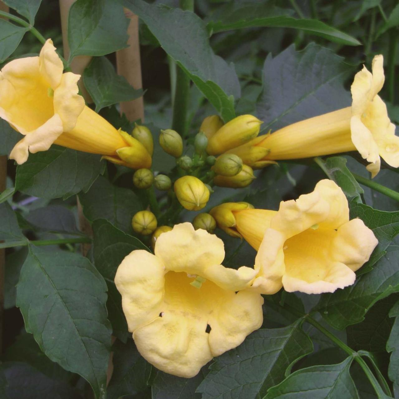 Campsis rad. 'Flava' plant